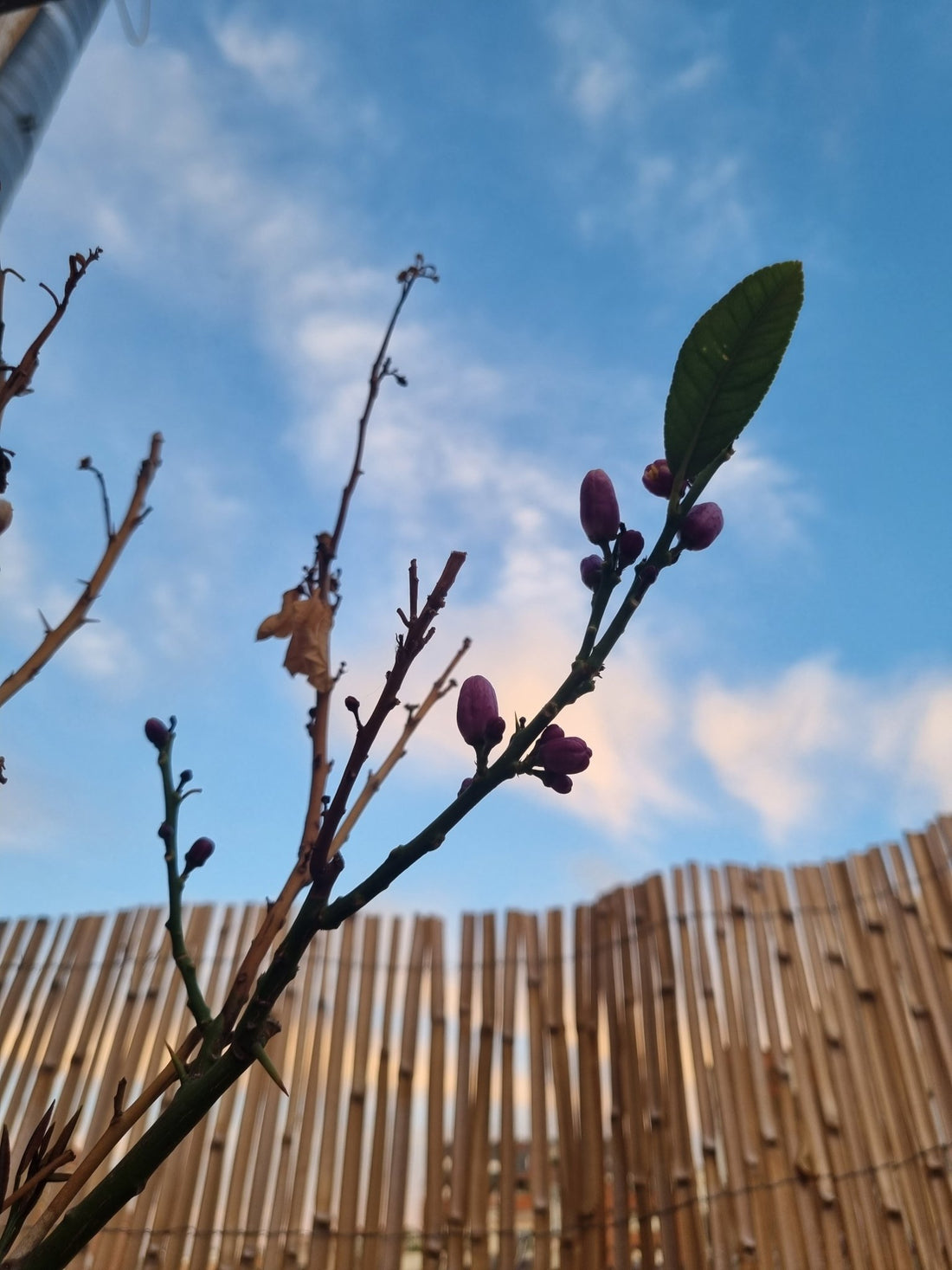 Lostness and lemon trees - Manners London